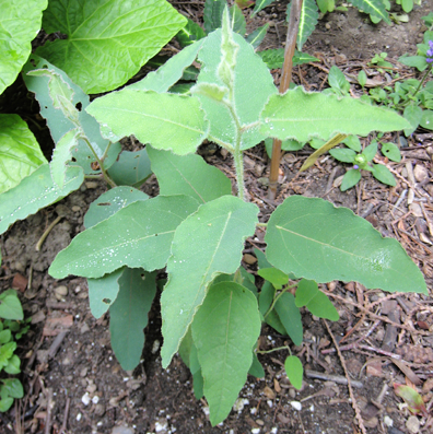 Eucalyptus citriodora