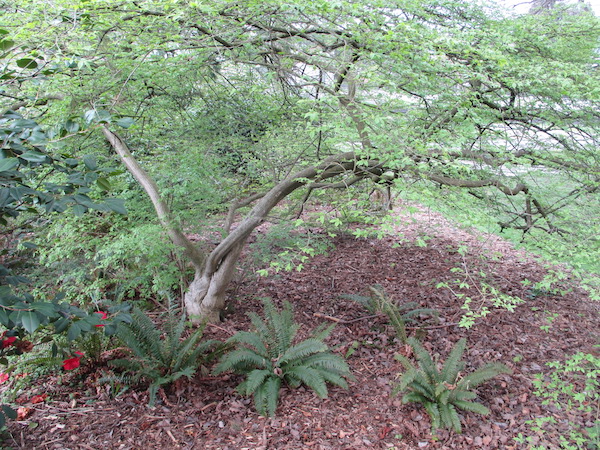 Euonymus alatus