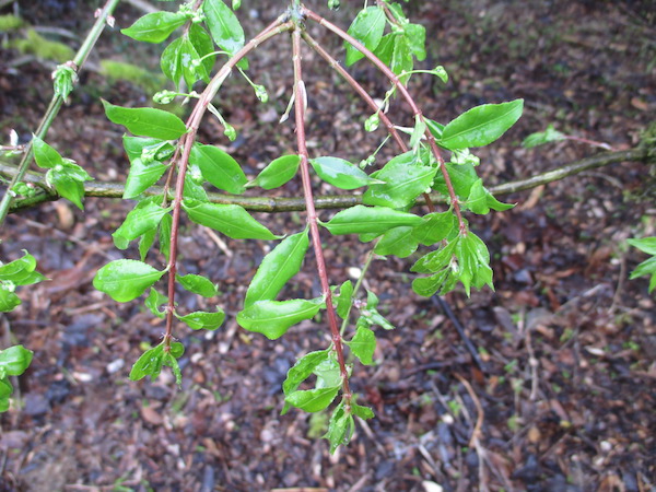 Euonymus alatus