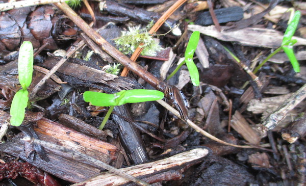 Euonymus alatus