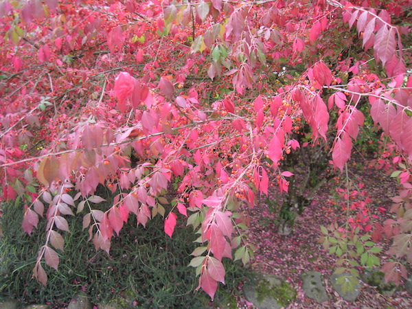 Euonymus alatus