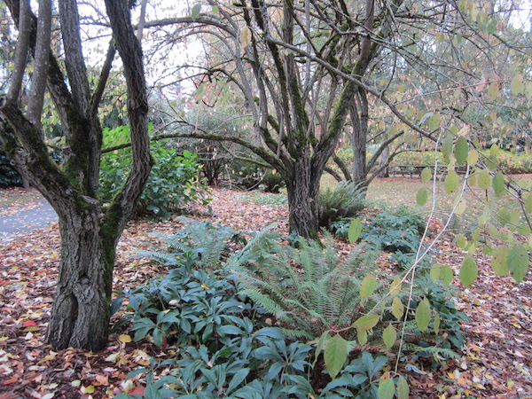 Euonymus Hamiltonianus at Kubota Garden in 2012