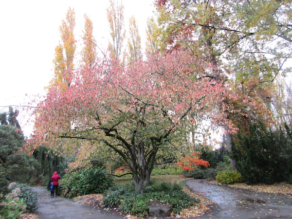 Euonymus Hamiltonianus at Kubota Garden in 2020