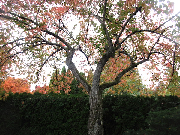 Euonymus Hamiltonianus in a Seattle garden