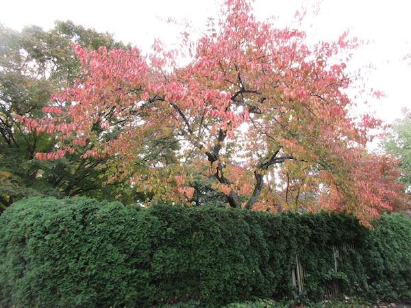 Euonymus Hamiltonianus in a Seattle garden