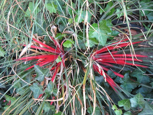 Fascicularia bicolor