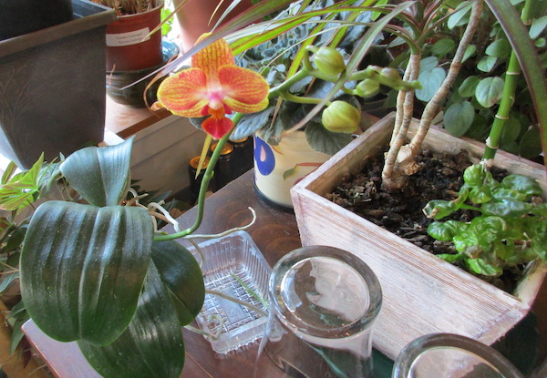 First bloom on a Phalænopsis orchid in my living room.