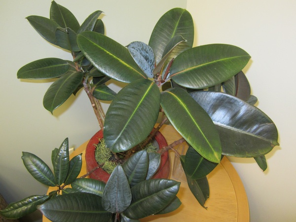 Ficus elastica