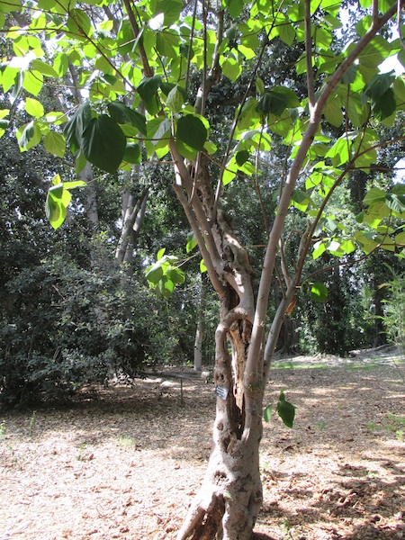 Ficus auriculata