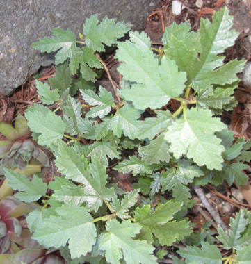 Afgan Fig Tree close-up photo