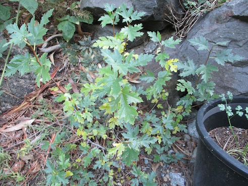 Afgan Fig Tree