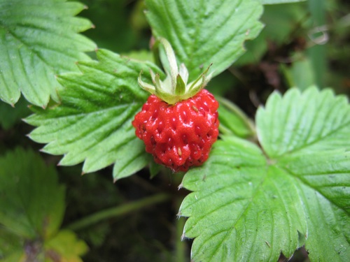 Red-berried American <i>Fragaria vesca</i>