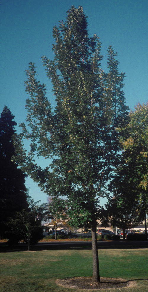 Hungarian Oak; <i>Quercus Frainetto</i>