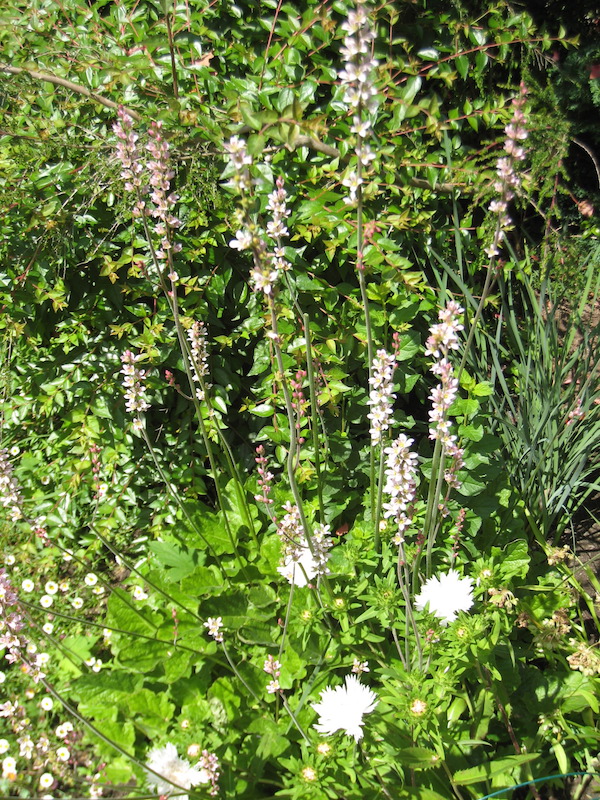 <i>Francoa sonchifolia</i>