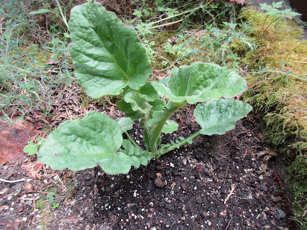 <i>Francoa sonchifolia</i>