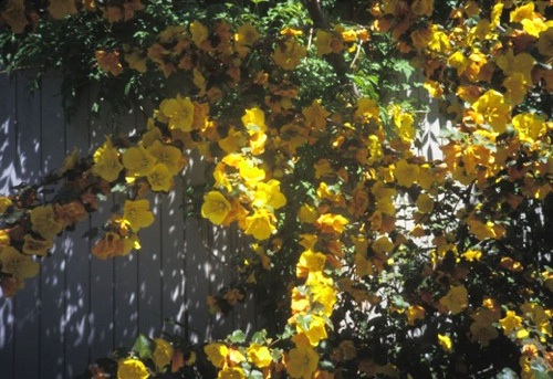 Fremontodendron 'California Glory'