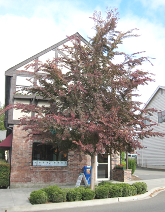 Frontier Elm in Burien