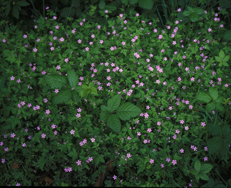 Herb Robert