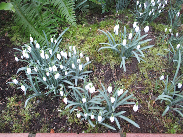 <i>Galanthus nivalis</i>