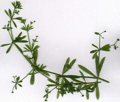 Galium