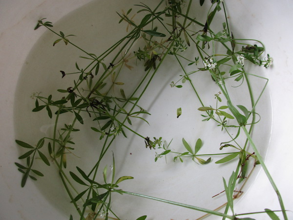 Marsh Bedstraw