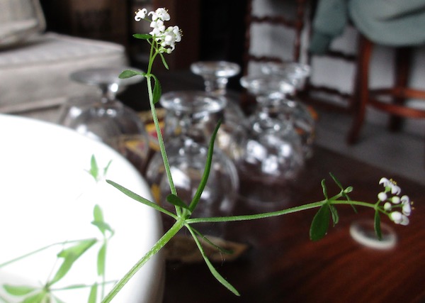 Marsh Bedstraw