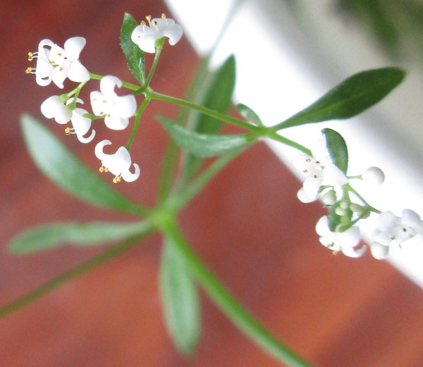 Marsh Bedstraw