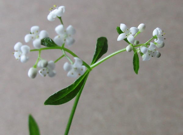 Marsh Bedstraw