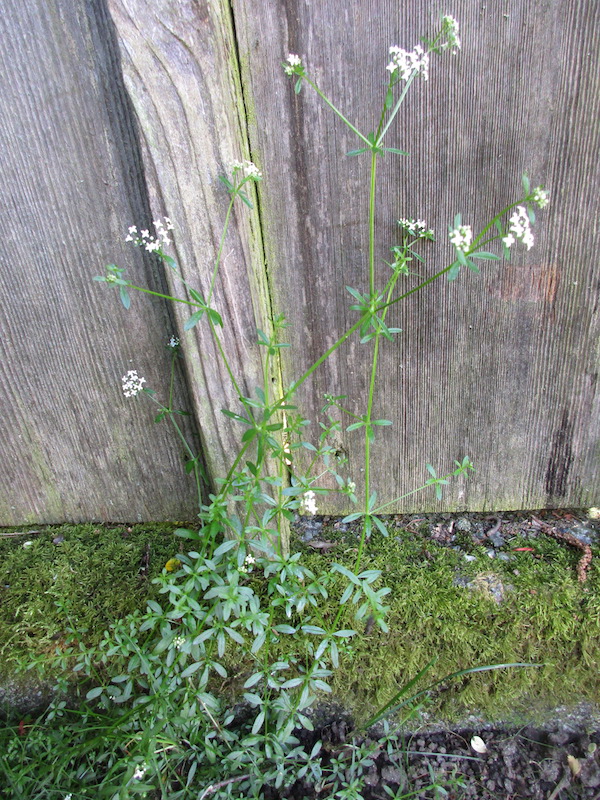 Marsh Bedstraw