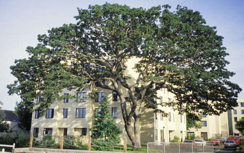 Oregon White Oak Cedar; <i>Quercus Garryana</i>