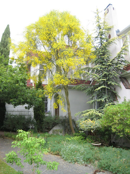 Mount Ætna Broom; <i>Genista ætnensis</i>