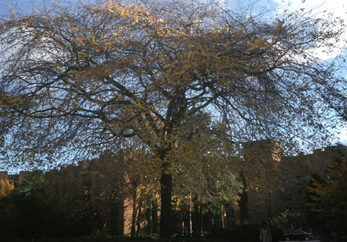 George Washington Elm at U.W.