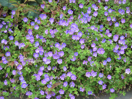 Geranium Jolly Bee photo