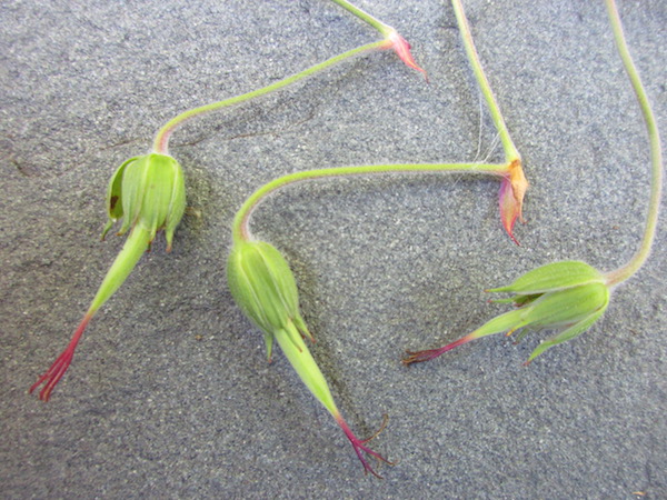 Geranium Jolly Bee unripe seedpods