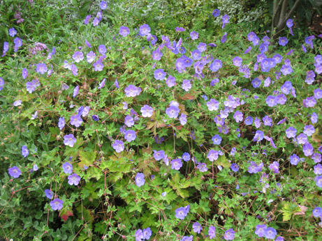 Geranium Rozanne photo