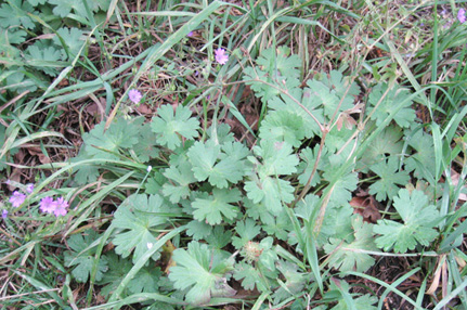 Geranium molle