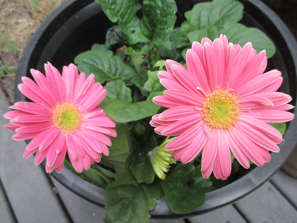 Gerbera with pink flowers