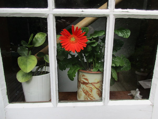 houseplant Gerbera with scarlet flowers in June