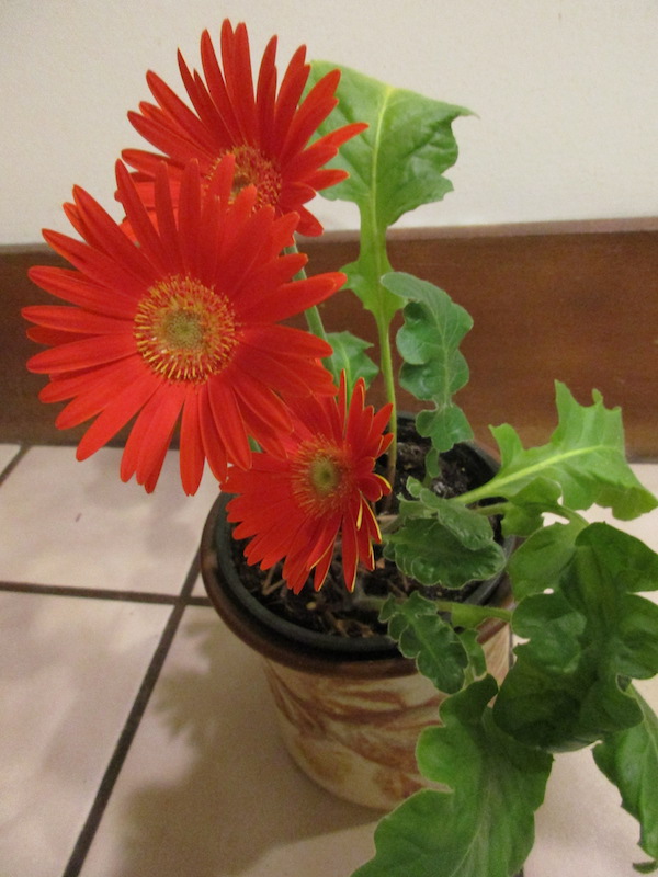 houseplant Gerbera with scarlet flowers in December