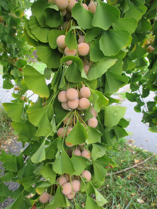 Ginkgo fruit