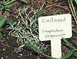 Cudweed