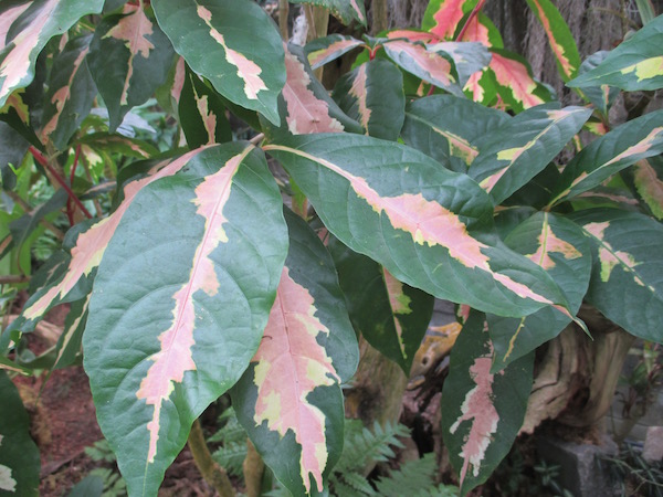 Graptophyllum greener, brighter color form