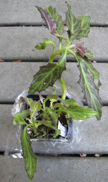 a young Gynura bicolor plant