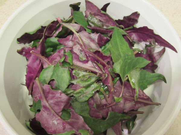 Gynura bicolor leaves ready to cook