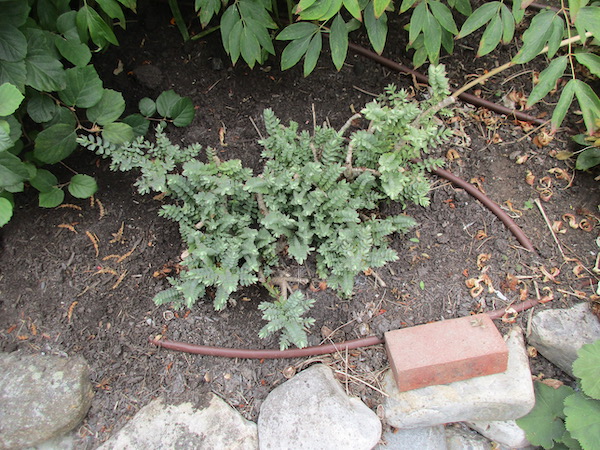 Hebe glaucophylla recovering in August 2018