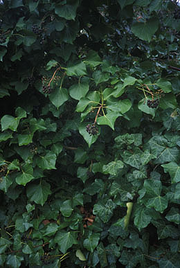 Ivy