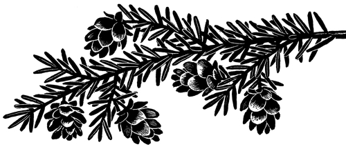 Western Hemlock wood engraving by Paul Landacre