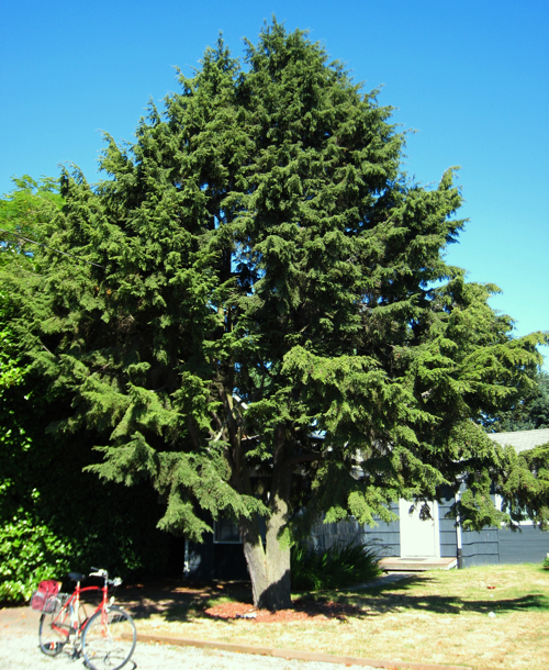 Carolina Hemlock