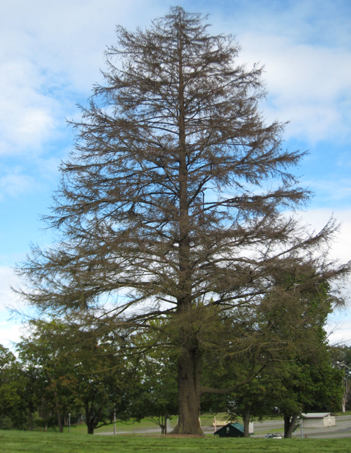 dead Carolina Hemlock