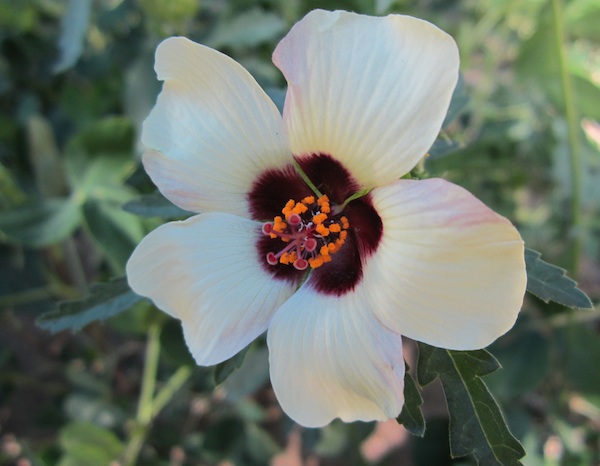 Hibiscus trionum